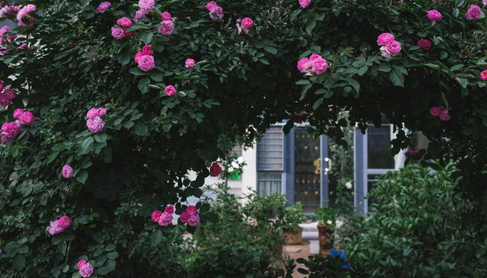 实测教程”开心武汉花确实真的有挂”其实确实有挂 实测教程”开心武汉花确实真的有挂”其实确实有挂