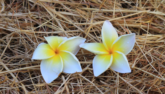 辅助开挂神器“开心武汉花确实真的有挂”详细教程辅助工具 辅助开挂神器“开心武汉花确实真的有挂”详细教程辅助工具