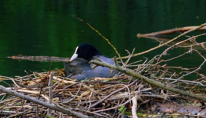 万能开挂辅助“十三十三水比鸡挂”其实确实有挂