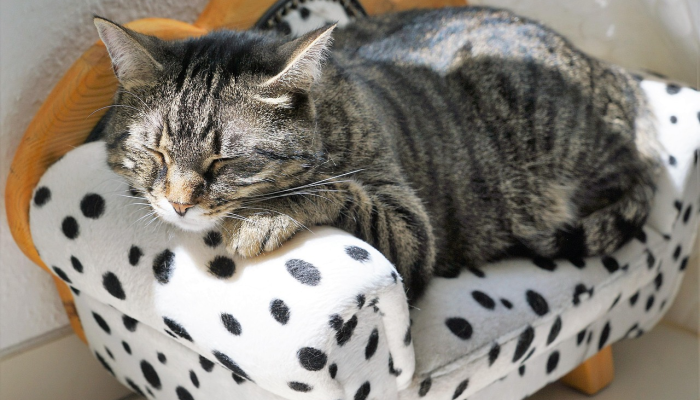 哪五个省有疫情最新？全面解析最新动态，为你提供准确可靠的信息