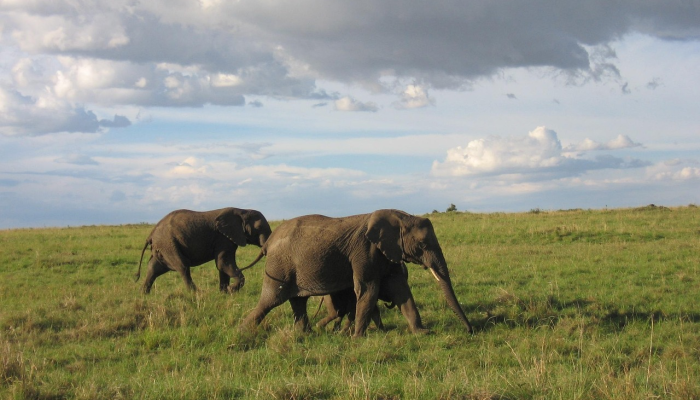 大象山镇疫情最新：稳定迹象显现，但防控仍需警惕