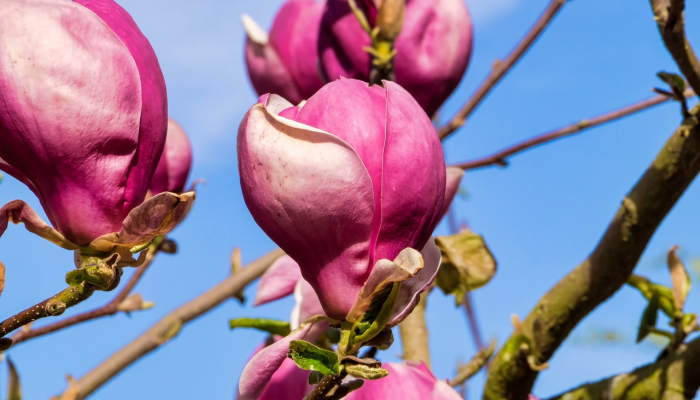 开鲁疫情最新视频：全面解读最新动态与应对策略