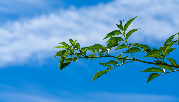 罗平疫情最新动态：全面了解与科学应对